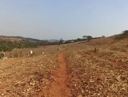 FAZENDA EM COLÔNIA/ONÇA DE PITANGUI