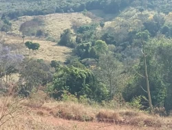 FAZENDA EM COLÔNIA/ONÇA DE PITANGUI