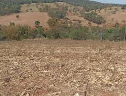 FAZENDA EM COLÔNIA/ONÇA DE PITANGUI