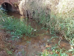 FAZENDA EM COLÔNIA/ONÇA DE PITANGUI