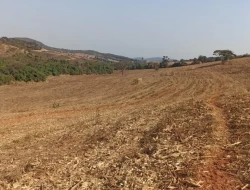 FAZENDA EM COLÔNIA/ONÇA DE PITANGUI
