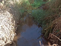 FAZENDA EM COLÔNIA/ONÇA DE PITANGUI