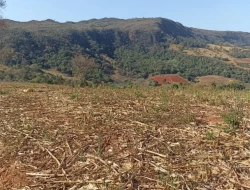 FAZENDA EM COLÔNIA/ONÇA DE PITANGUI