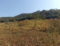 FAZENDA EM COLÔNIA/ONÇA DE PITANGUI