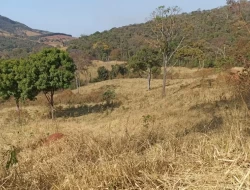 FAZENDA EM COLÔNIA/ONÇA DE PITANGUI