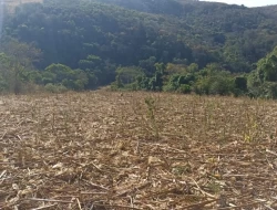 FAZENDA EM COLÔNIA/ONÇA DE PITANGUI