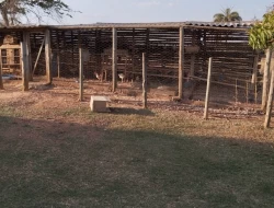 SÍTIO ( RANCHO)  MUNICÍPIO MARTINHO CAMPOS COM ACESSO AO RIO SÃO FRANCISCO DENTRO DO TERRENO