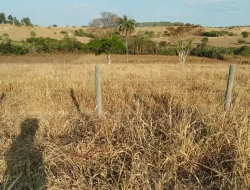 SÍTIO ( RANCHO)  MUNICÍPIO MARTINHO CAMPOS COM ACESSO AO RIO SÃO FRANCISCO DENTRO DO TERRENO