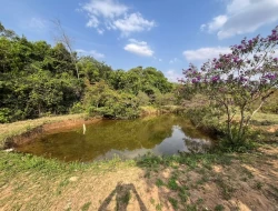 CHÁCARA EM RIO DO PEIXE-ONÇA PITANGUI