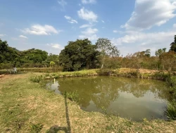 CHÁCARA EM RIO DO PEIXE-ONÇA PITANGUI