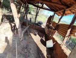 FAZENDA NOS GAIA/ ONÇA PITANGUI