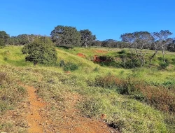 FAZENDA NOS GAIA/ ONÇA PITANGUI