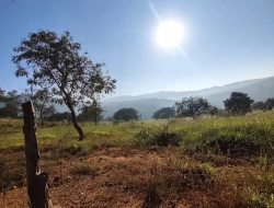 FAZENDA NOS GAIA/ ONÇA PITANGUI