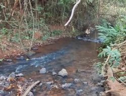 FAZENDA NOS GAIA/ ONÇA PITANGUI