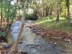 FAZENDA NOS GAIA/ ONÇA PITANGUI
