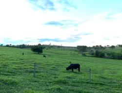 FAZENDA EM QUARTEL GERAL