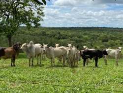 FAZENDA EM QUARTEL GERAL
