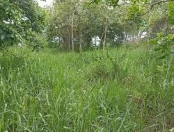 FAZENDA EM SÃO JOSÉ DA VARGINHA