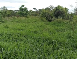 FAZENDA EM SÃO JOSÉ DA VARGINHA