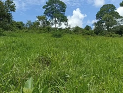 FAZENDA EM SÃO JOSÉ DA VARGINHA