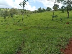 FAZENDA EM SÃO JOSÉ DA VARGINHA