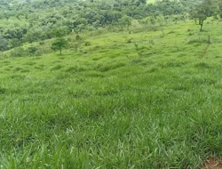 FAZENDA EM SÃO JOSÉ DA VARGINHA