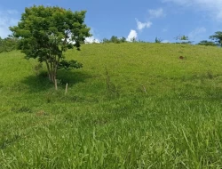 FAZENDA EM SÃO JOSÉ DA VARGINHA
