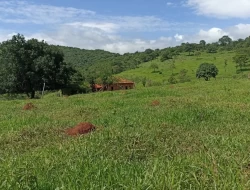 FAZENDA EM SÃO JOSÉ DA VARGINHA