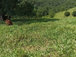 FAZENDA EM SÃO JOSÉ DA VARGINHA