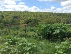 FAZENDA 30 HECTARES EM BARRO PRETO/ PARÁ DE MINAS