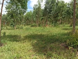 FAZENDA 30 HECTARES EM BARRO PRETO/ PARÁ DE MINAS