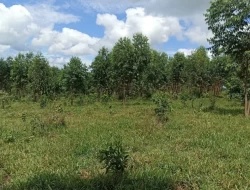 FAZENDA 30 HECTARES EM BARRO PRETO/ PARÁ DE MINAS