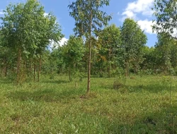 FAZENDA 30 HECTARES EM BARRO PRETO/ PARÁ DE MINAS