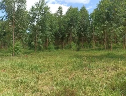 FAZENDA 30 HECTARES EM BARRO PRETO/ PARÁ DE MINAS