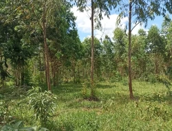 FAZENDA 30 HECTARES EM BARRO PRETO/ PARÁ DE MINAS