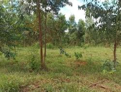 FAZENDA 30 HECTARES EM BARRO PRETO/ PARÁ DE MINAS