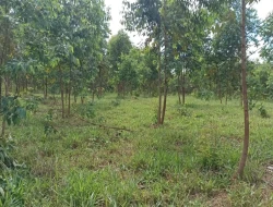 FAZENDA 30 HECTARES EM BARRO PRETO/ PARÁ DE MINAS