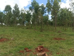 FAZENDA 30 HECTARES EM BARRO PRETO/ PARÁ DE MINAS