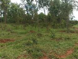 FAZENDA 30 HECTARES EM BARRO PRETO/ PARÁ DE MINAS