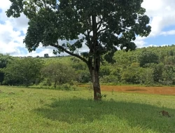 FAZENDA 30 HECTARES EM BARRO PRETO/ PARÁ DE MINAS