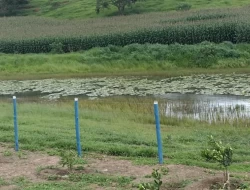 SÍTIO  EM LAGOA PRETA