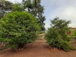 CHÁCARA EM VILAÇA/PEQUI