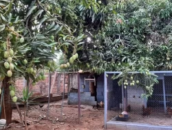 CHÁCARA EM VILAÇA/PEQUI
