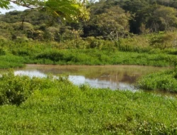 FAZENDA 10HA EM PEQUI