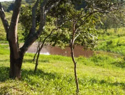 FAZENDA 10HA EM PEQUI