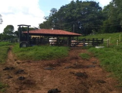 FAZENDA 10HA EM PEQUI