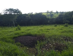 FAZENDA 10HA EM PEQUI