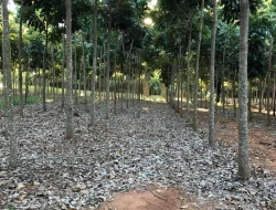 FAZENDA DE 26 HECTARES EM RIBEIRAO DE OURO