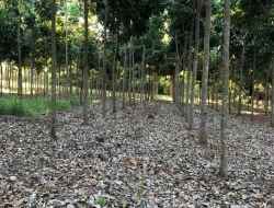 FAZENDA DE 26 HECTARES EM RIBEIRAO DE OURO