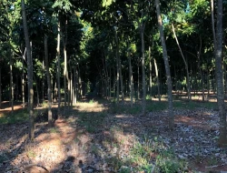 FAZENDA DE 26 HECTARES EM RIBEIRAO DE OURO